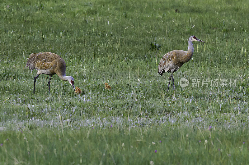 沙丘鹤(Antigone canadensis)是北美洲和西伯利亚东北部的一种大型鹤。黄石国家公园，怀俄明州。成年企鹅带着两只小企鹅。